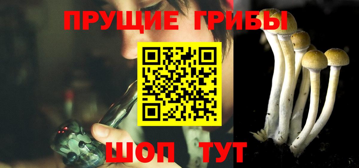 Галлюциногенные грибы Psilocybe Великий Новгород